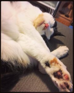 Little pink and brown jellybean toes... 😻 https://t.co/2smqwbY2ik https://t.co/I2tFqOUdSR