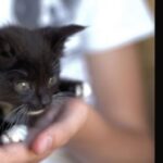 Training a neural network to name kittens. Yes, really. (I ❤️ Snox Boops!) https://t.co/LNcyHAWT7U via @mefiblue https://t.co/slmwVSoiuh