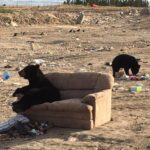 RT @ItsTheBrandi: This bear comfortably watching other bears eat trash in a garbage dump is basically Twitter. https://t.co/ipKHY7cuhA