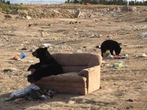 RT @ItsTheBrandi: This bear comfortably watching other bears eat trash in a garbage dump is basically Twitter. https://t.co/ipKHY7cuhA