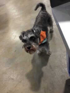 Heard a little pitter-patter at @WOTSOWorkSpace this morning and looked down to spot this little pupper! 🐶 #cutiepie https://t.co/n5dUr4V5lO