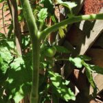 Was delighted to see this morning that our veggie bed is bearing fruit! 🍅 https://t.co/QqHpu0IBx2 https://t.co/lW4UGV8tzO