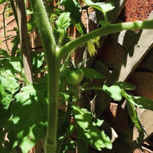 Was delighted to see this morning that our veggie bed is bearing fruit! 🍅 https://t.co/QqHpu0IBx2 https://t.co/lW4UGV8tzO