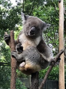 RT @JoshuaKerievsky: Is he the @yow_conf mascot or what?!? #yow17 https://t.co/EGs5mZrKuJ