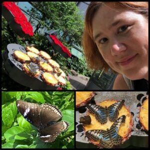 Landed in Singapore and couldn’t resist a quick visit to the Changi Butterfly Garden! https://t.co/0sp4RkwVx3 https://t.co/Tgim9C9QHf