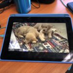 RT @mmastertheone: I have found a puppy cam stream on YouTube, and the world is mildly better for it https://t.co/75FDxYnGrz