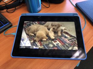 RT @mmastertheone: I have found a puppy cam stream on YouTube, and the world is mildly better for it https://t.co/75FDxYnGrz