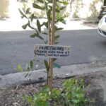 My act of eco-vigilantism for the week. I helped a neighbour enlarge a hole in the footpath to plant this macadamia tree. Then Snookums and I added some herbs (parsley and mint) and the sign I painted.