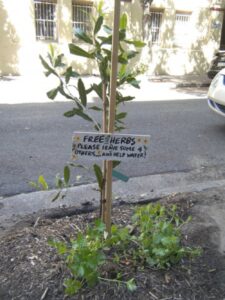 My act of eco-vigilantism for the week. I helped a neighbour enlarge a hole in the footpath to plant this macadamia tree. Then Snookums and I added some herbs (parsley and mint) and the sign I painted.