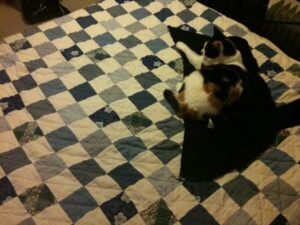 Massive expanse of empty bed. One predominantly white cat. One black cardigan. Of course.