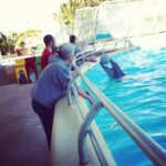 Playing catch with dolphins. http://instagr.am/p/NpcGjlxJN4/