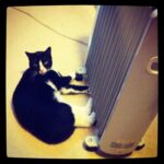 "Why yes, I am warming mah feets." http://instagr.am/p/OfuYZ-xJAS/