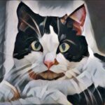 Attended Google Women Techmakers today and played around with TensorFlow. I was using Style Transfer to apply the style of famous artworks to my own images. In the process, I appear to have turned myself into a mermaid. 😂