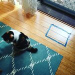 Results of experiment: negative. Cat intelligence hypothesis confirmed.