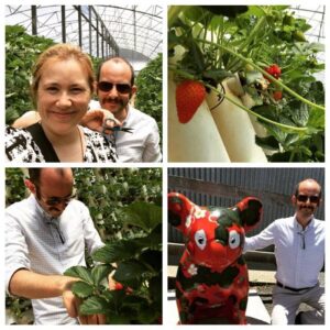 Strawberry picking on a hot and sunny Christmas Eve!